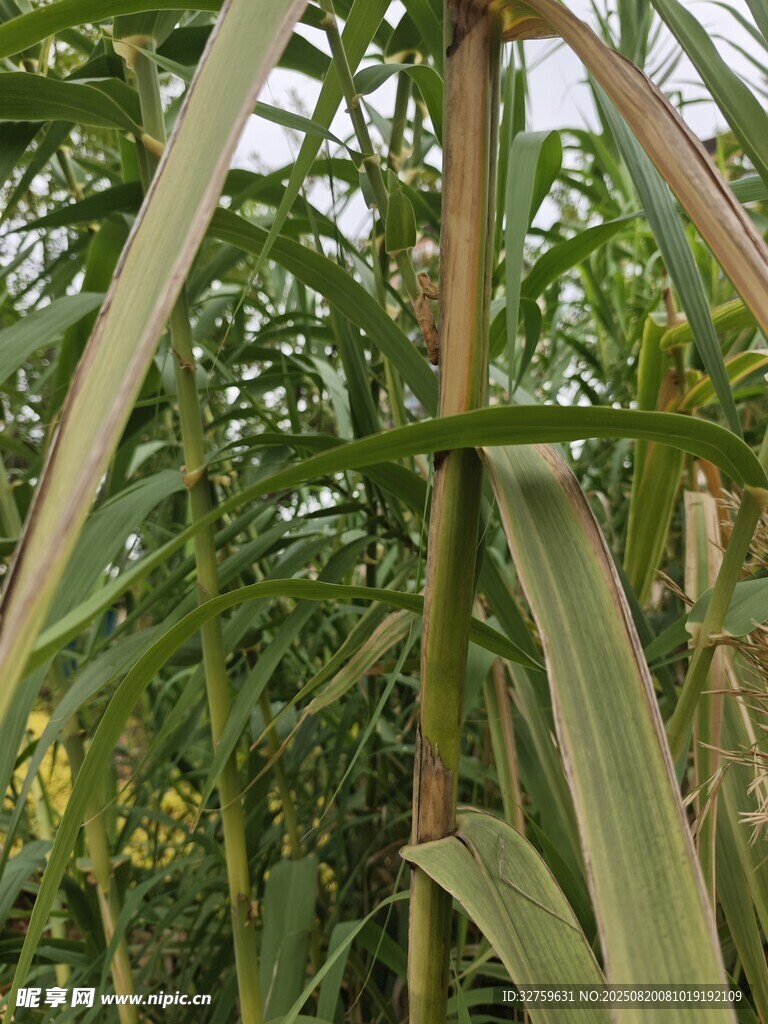 玉米植株特写