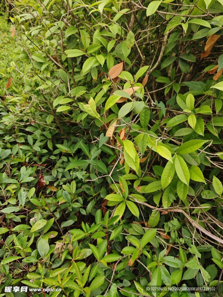 繁茂绿植中的零星果实