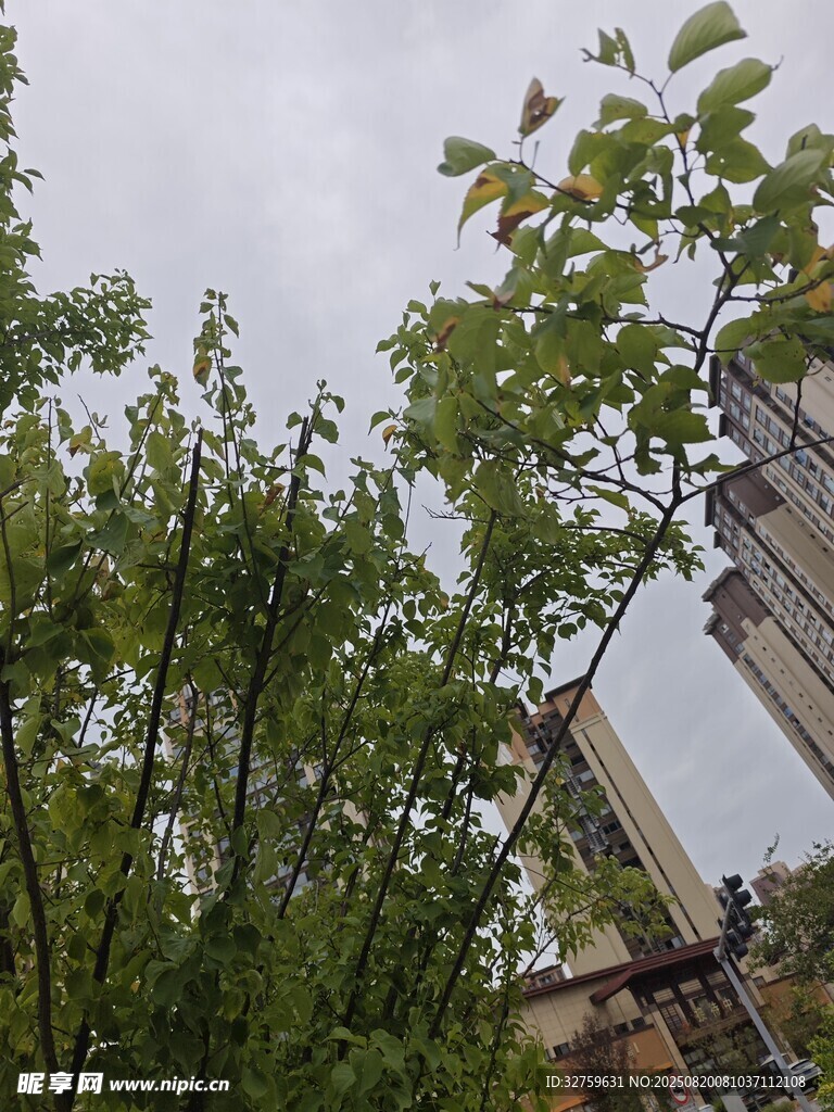 城市中的绿树与建筑