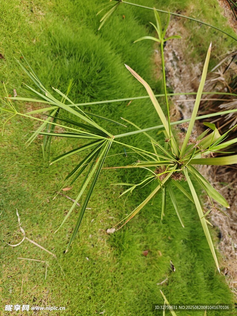 翠绿草地中的细长植物