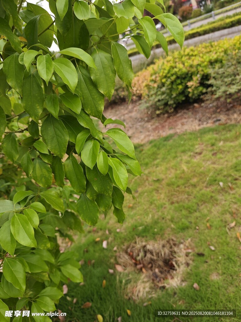 绿叶草地景观