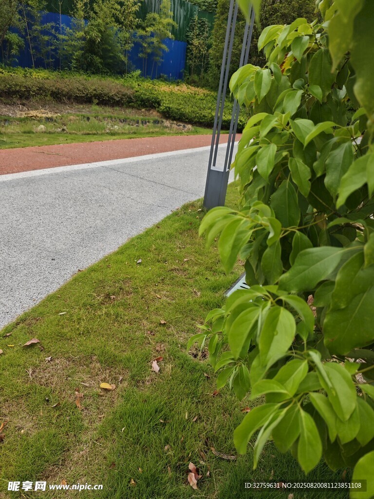 路边绿意盎然的植物景观