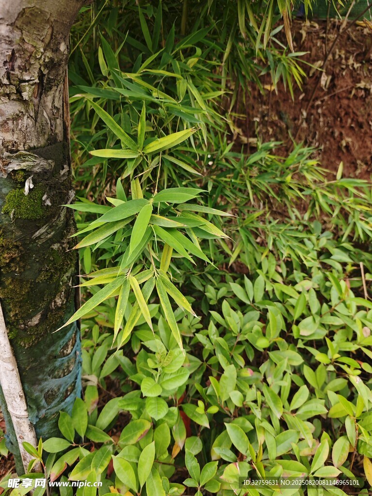 翠绿植物环绕的自然景象