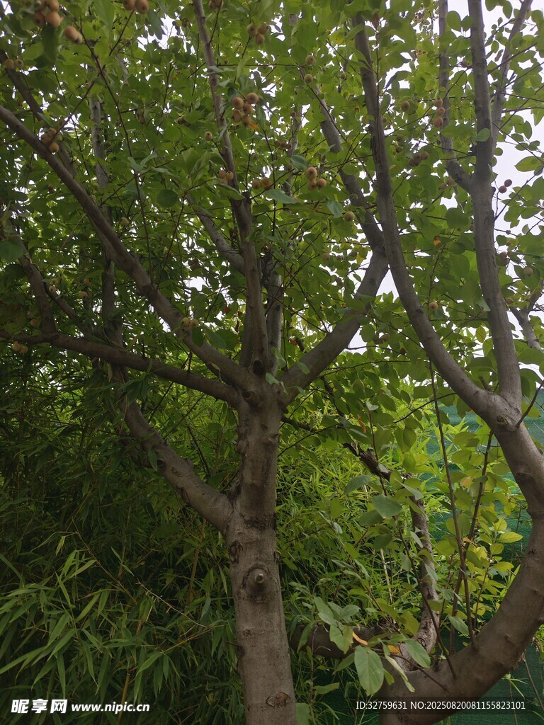 繁茂绿树 