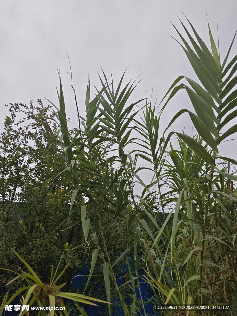户外高大绿植景象