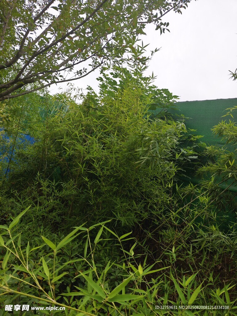 绿意盎然的繁茂植被景观