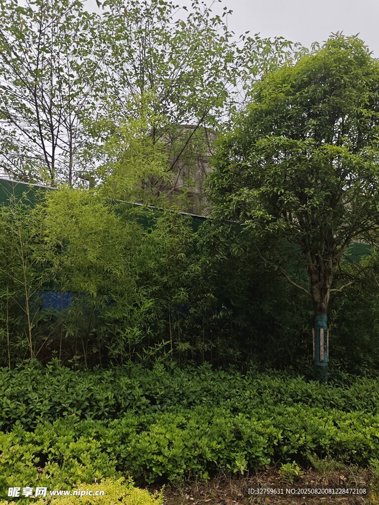 绿意盎然的户外植物景观