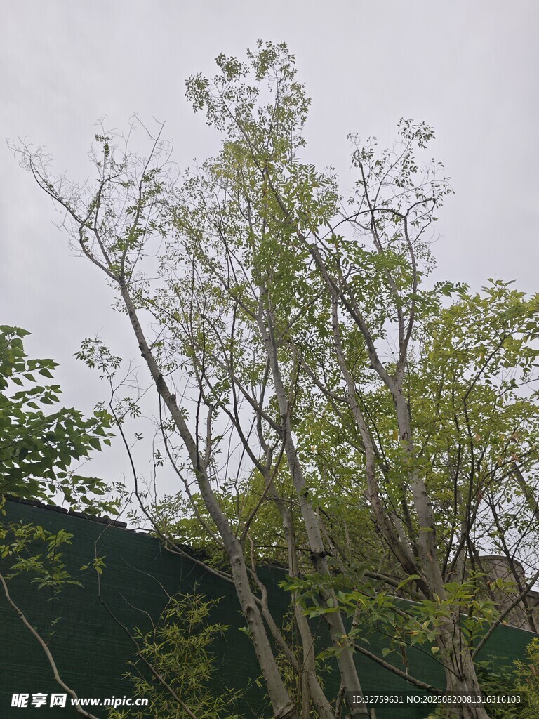 山林间挺立的葱郁树木