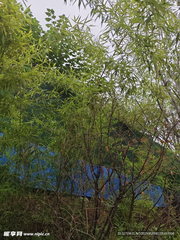 绿树掩映下的蓝色建筑