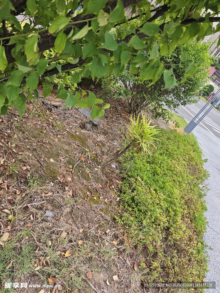 路边绿植与地面景观