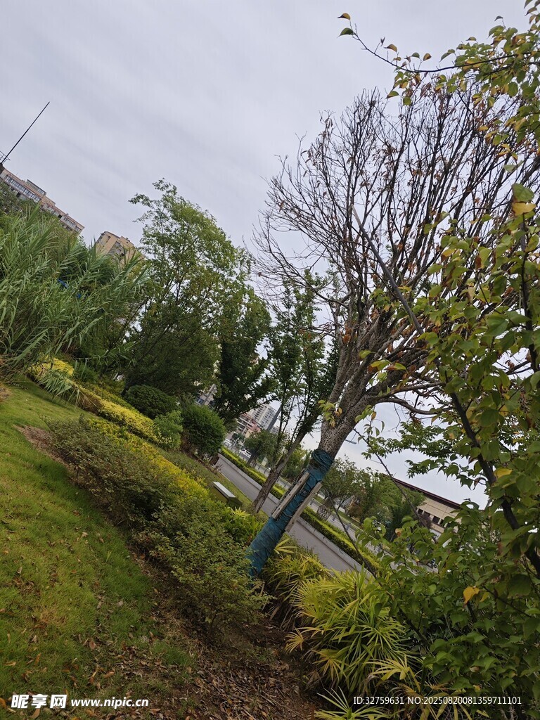 户外自然景观中的树木绿植