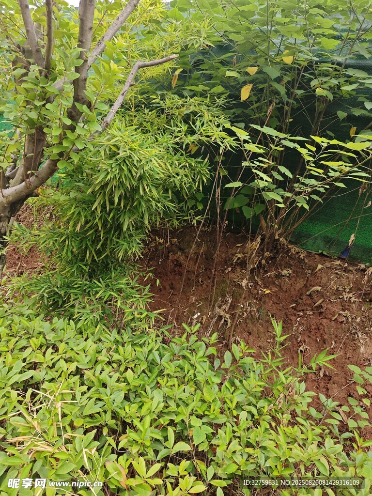 绿意盎然的户外植物景观