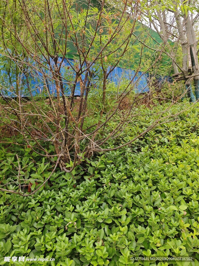户外绿植丛生的自然景象