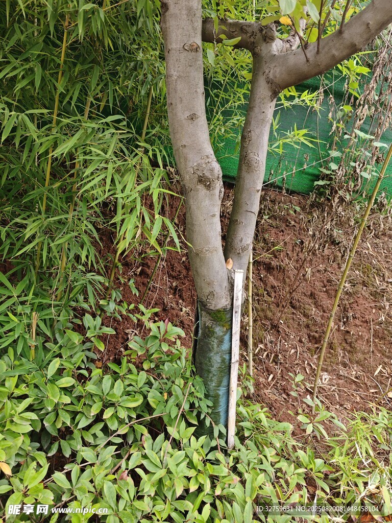 树干包裹绿植环绕景象
