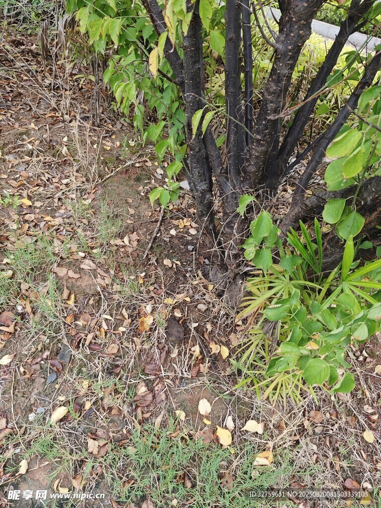 烧焦植物根部特写