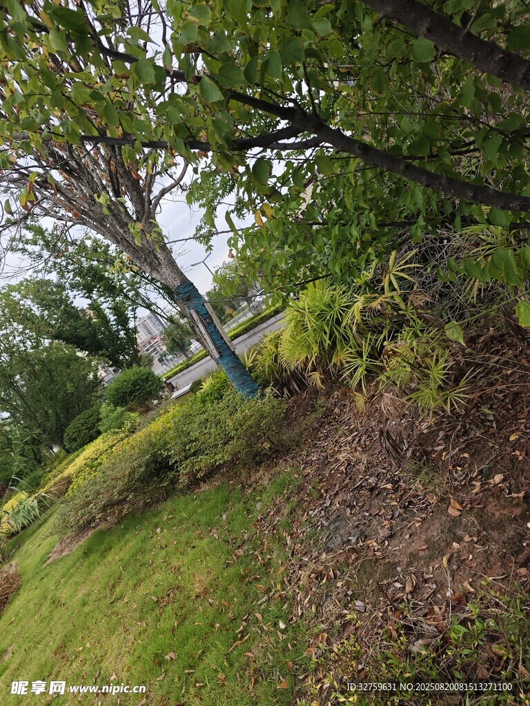 绿意盎然的山坡林间景色