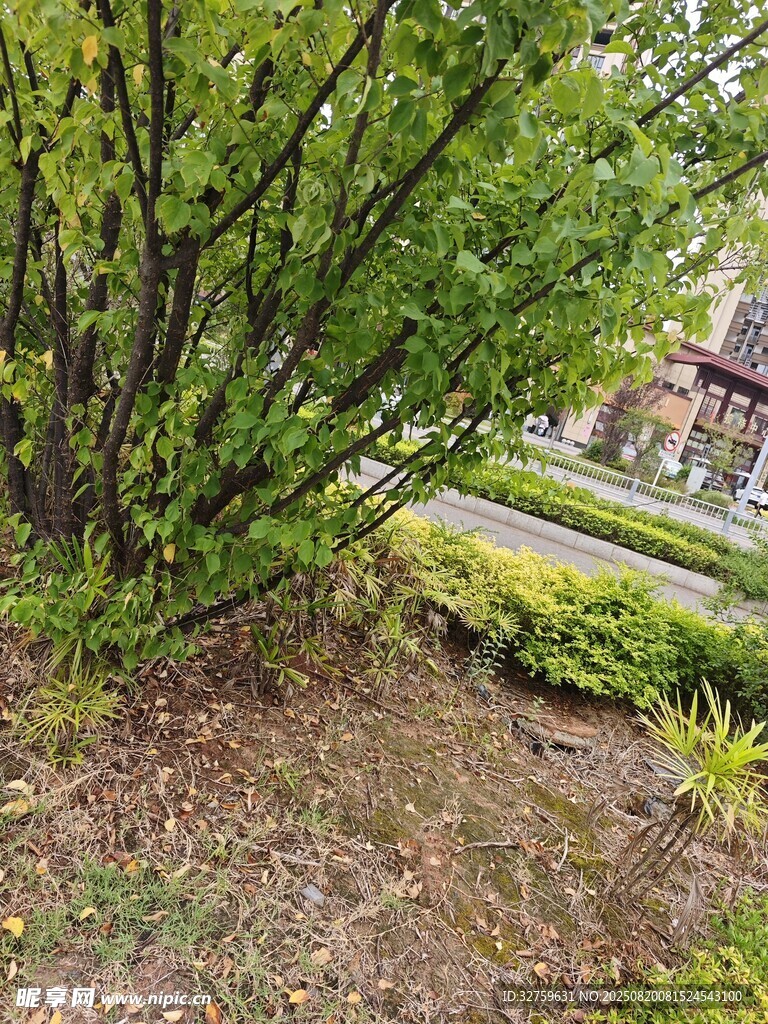 春日绿意盎然的园林景致
