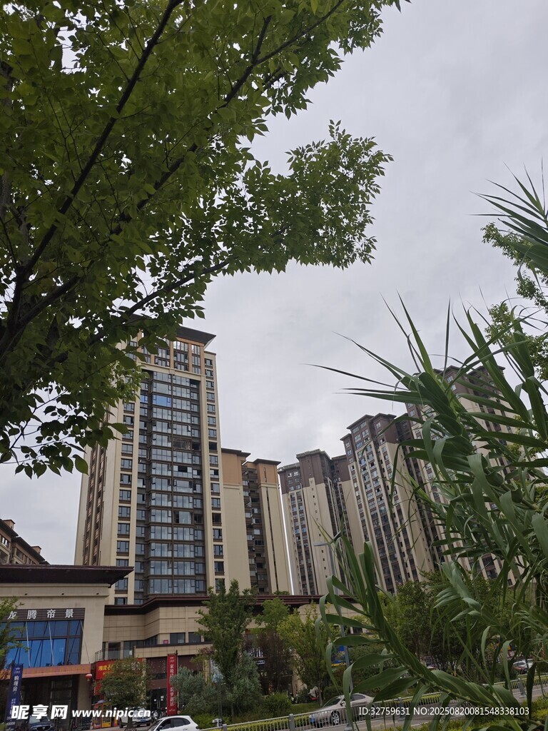 城市中的高楼与绿树景观
