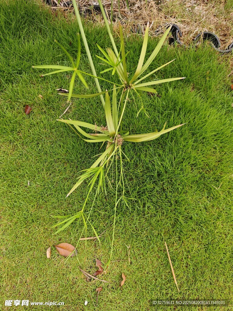 田野中的绿色植物