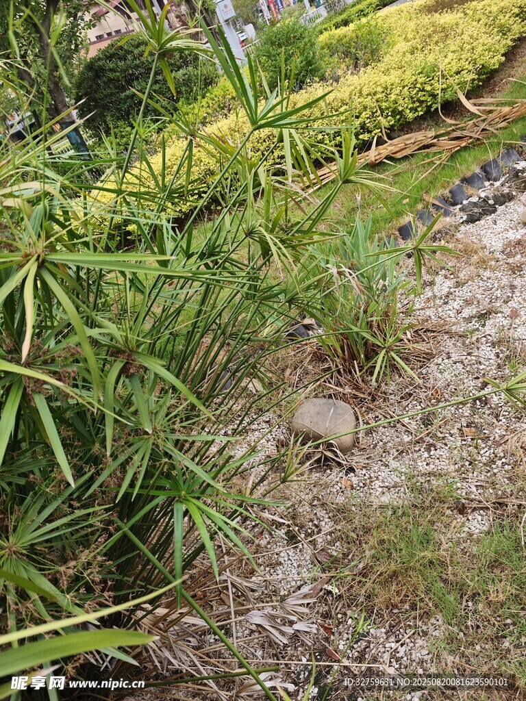 田间嫩绿植物 
