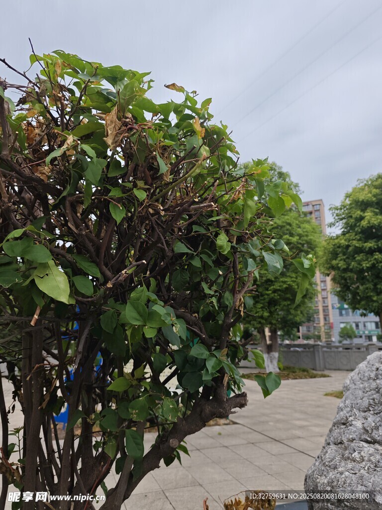 路边绿植景观