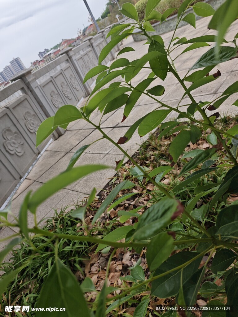 墙边绿植特写
