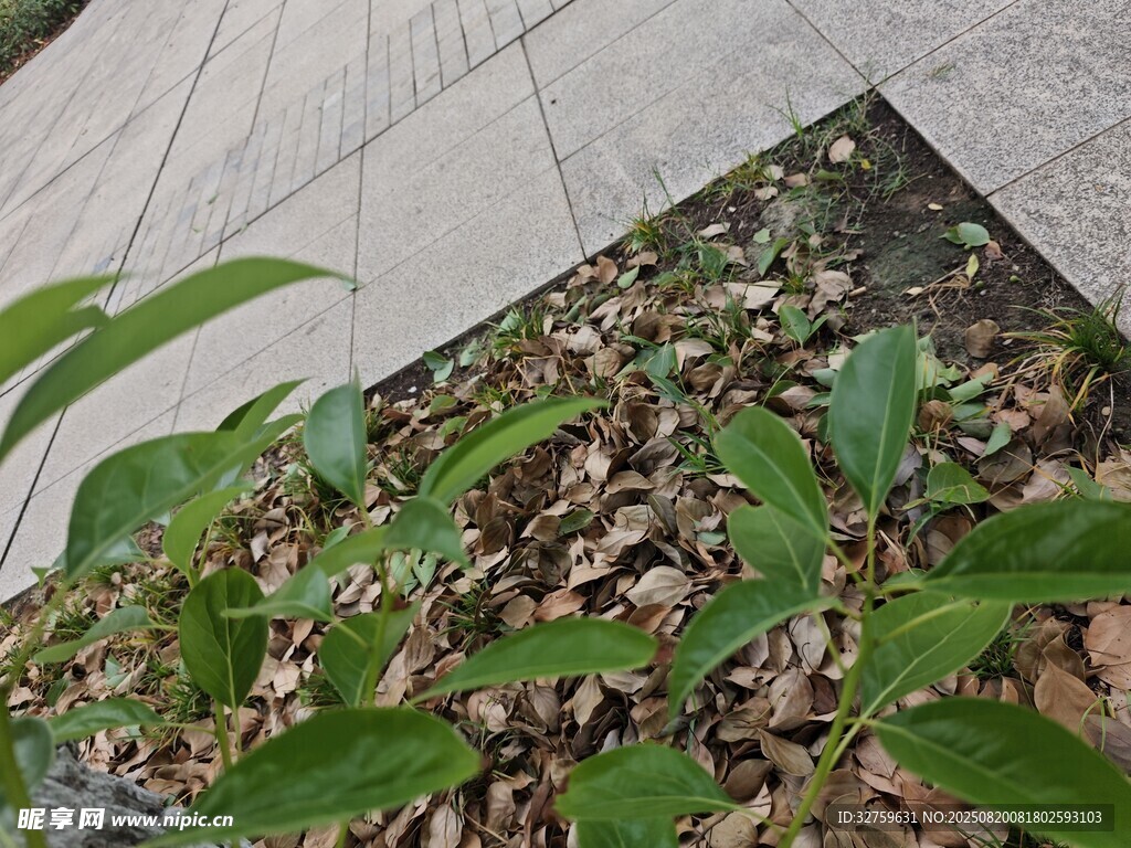 地面绿植与碎石景观