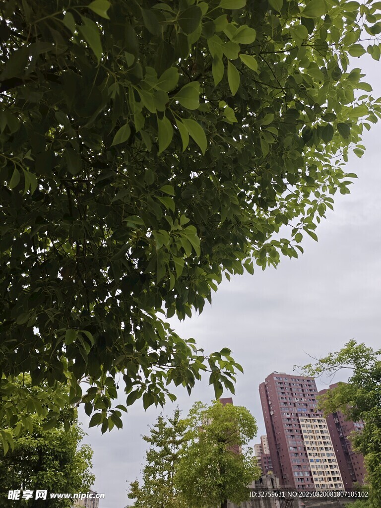 绿树掩映下的建筑景观