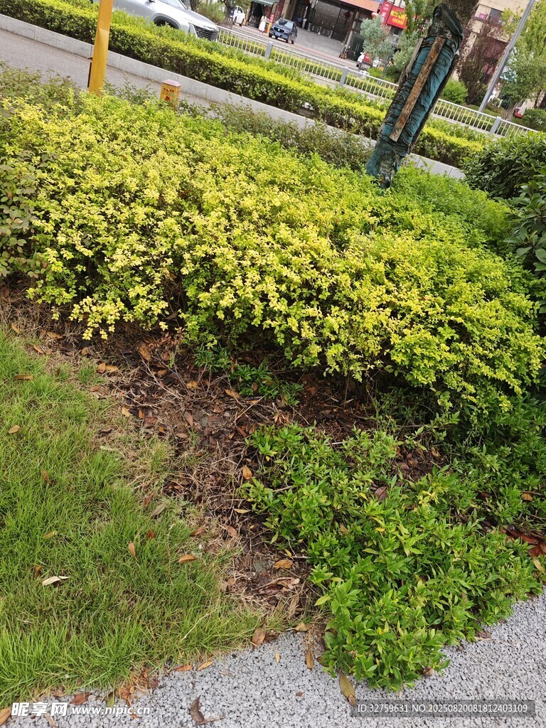 路边绿植景观