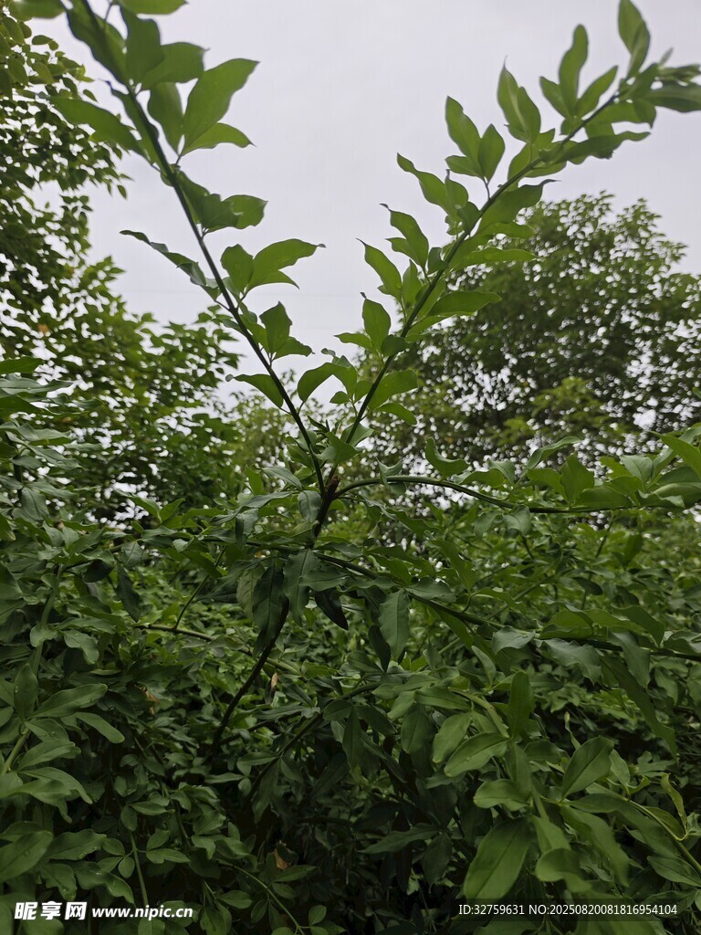 繁茂绿叶展现自然生机