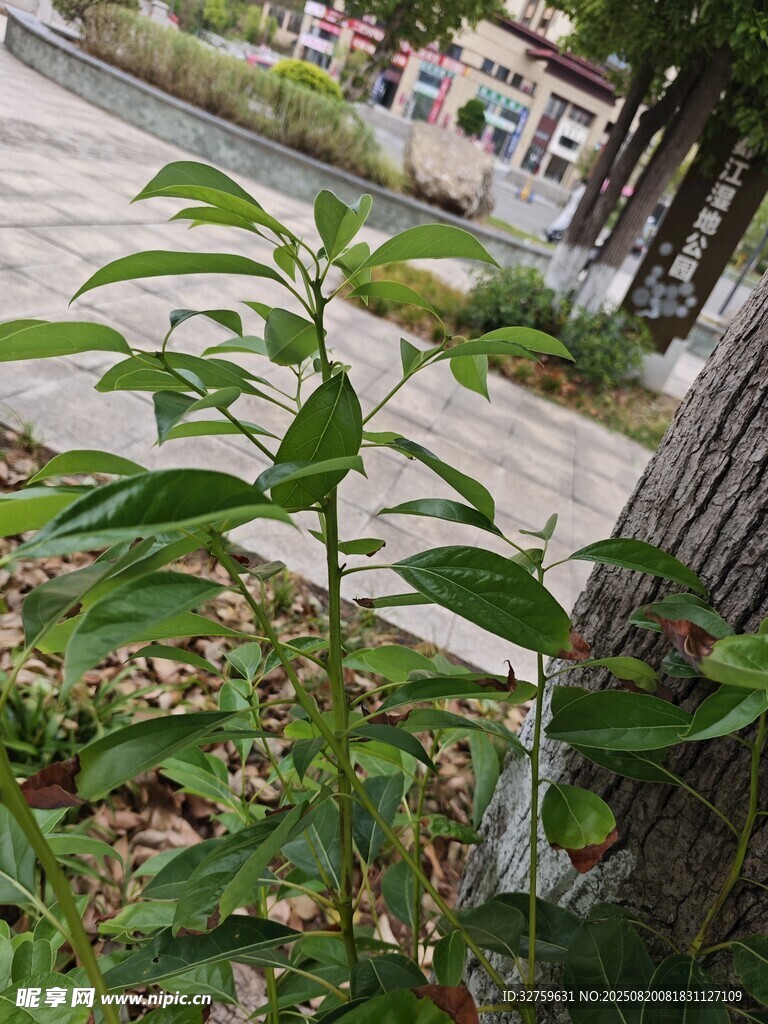 路边生长的绿色植物