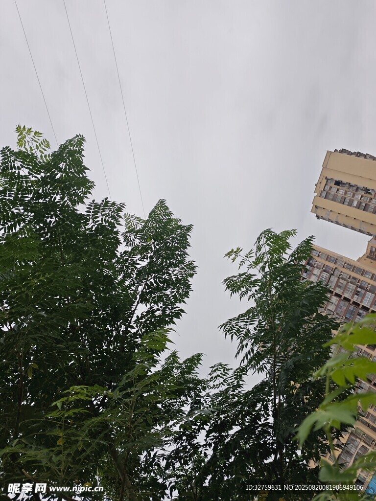 绿树与高楼的城市景致