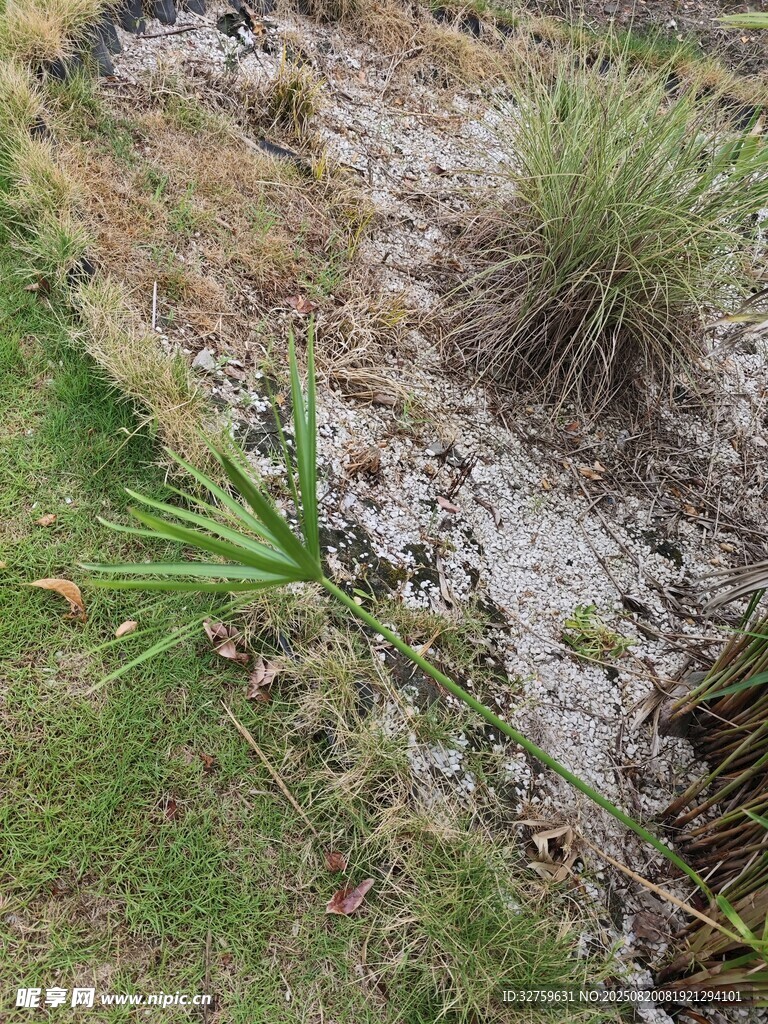 户外草地与植物景观