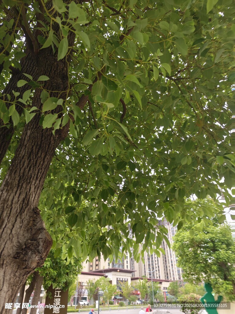 夏日绿荫下的静谧街道