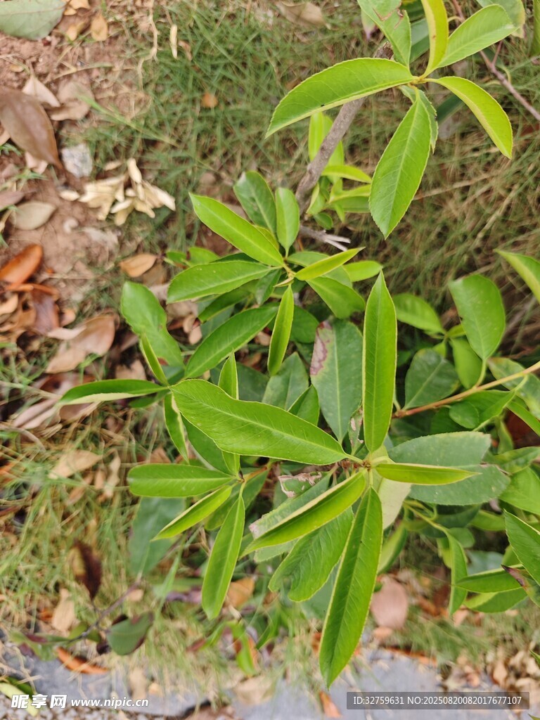 嫩绿植物生机盎然