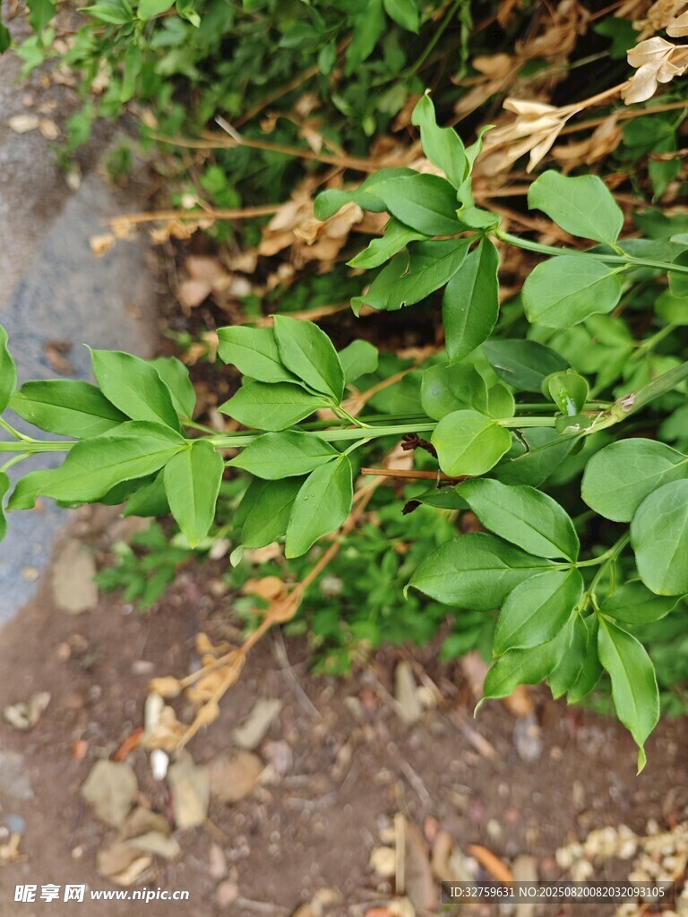 绿叶植物近景特写
