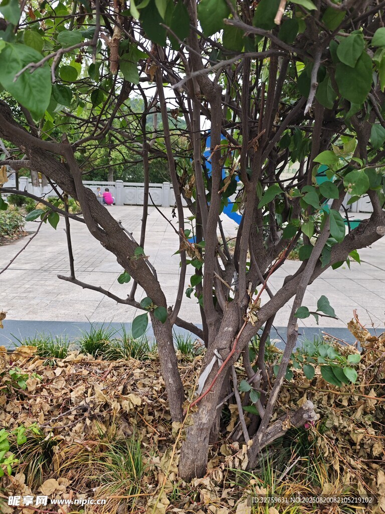 路边矮树 