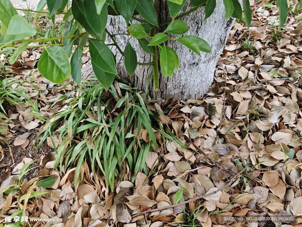 树下绿植与落叶景象