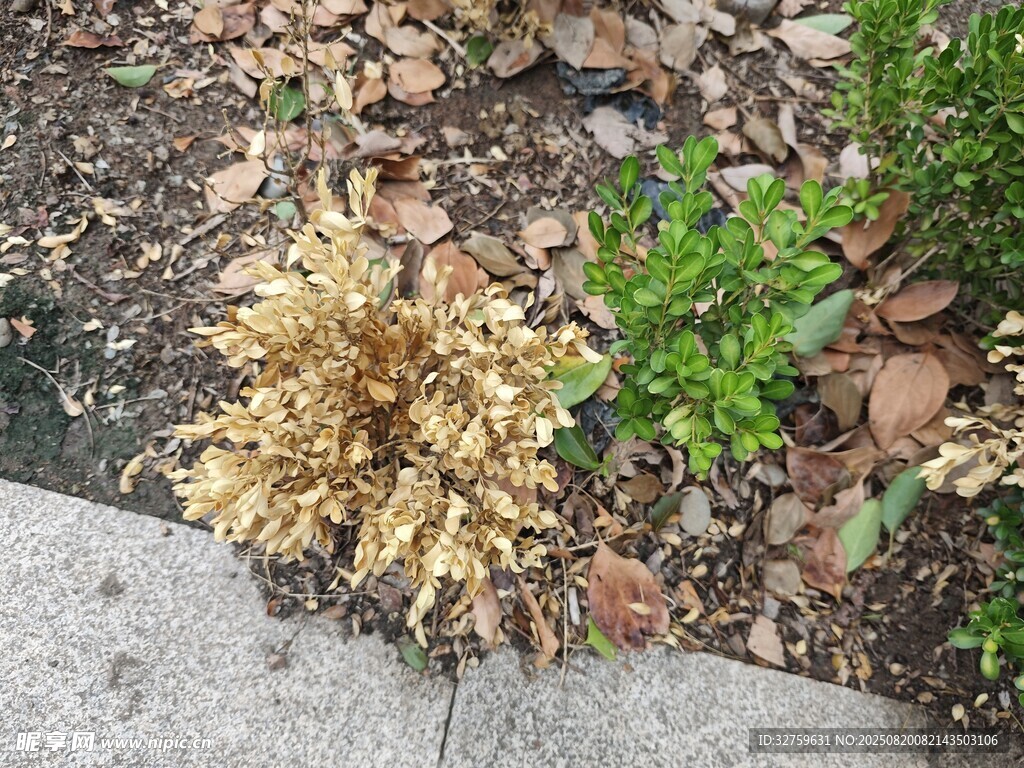 枯黄植物与绿叶相伴