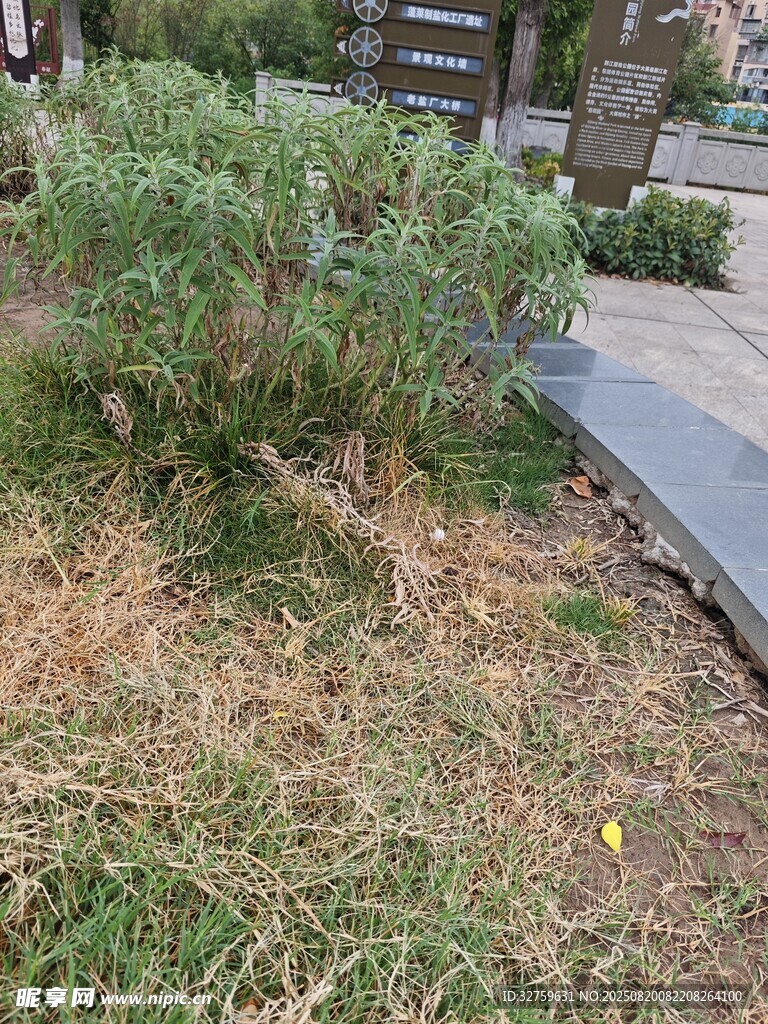 路边低矮绿植与枯黄草地
