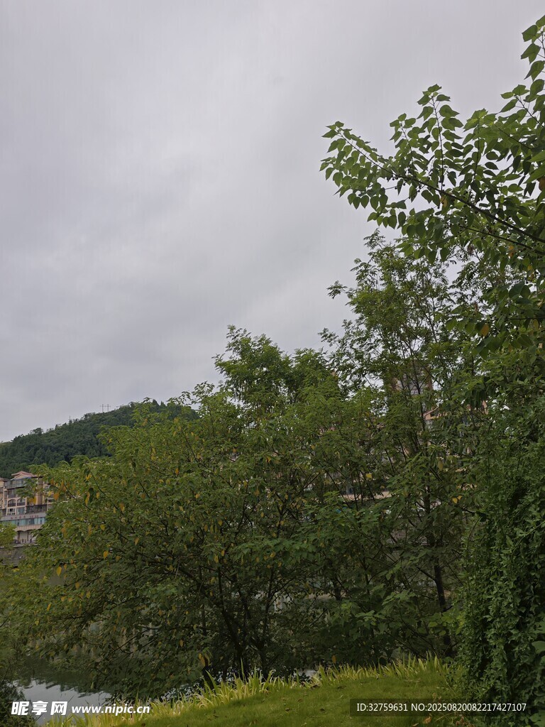 绿树成荫的自然风景
