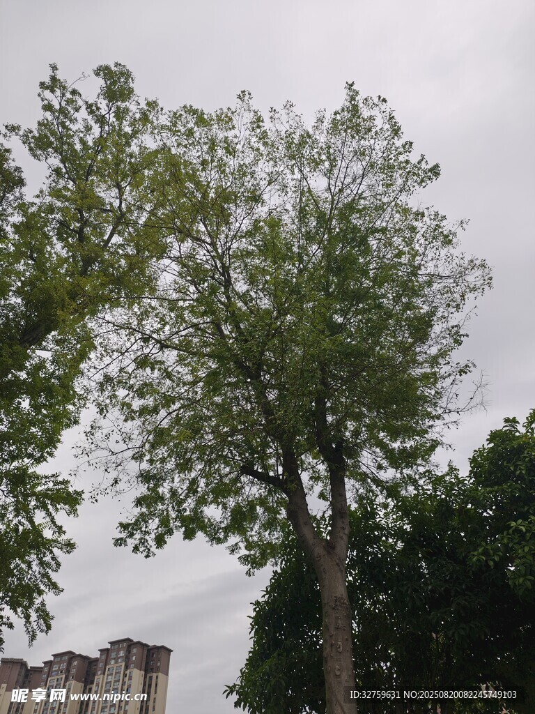 户外绿树景象