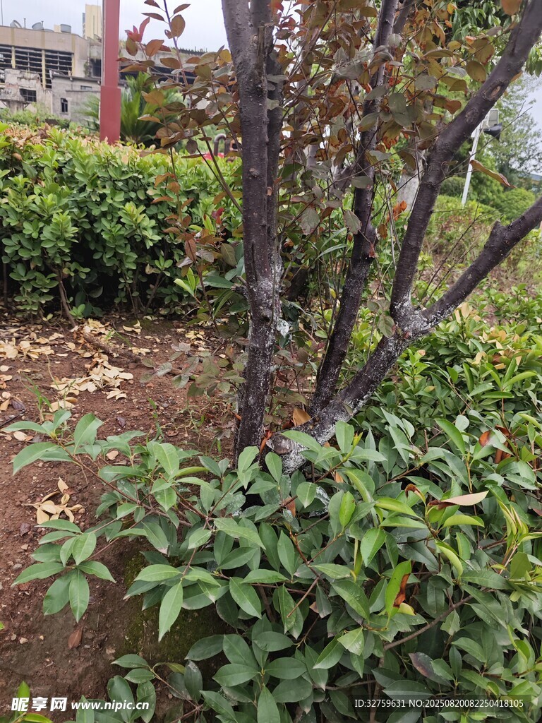 园林中繁茂的绿植与树木