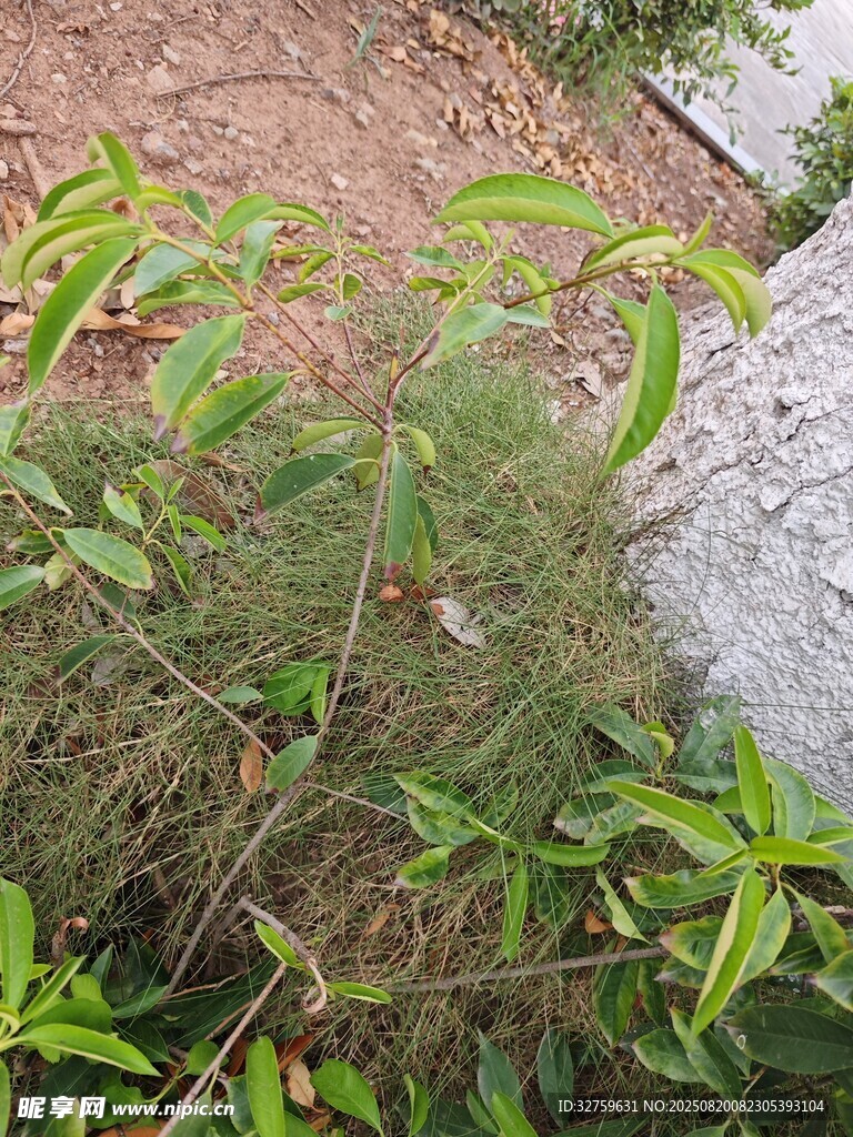 户外绿植景观