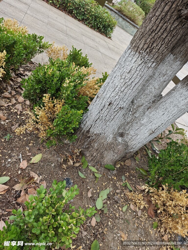 树干旁的绿植景观