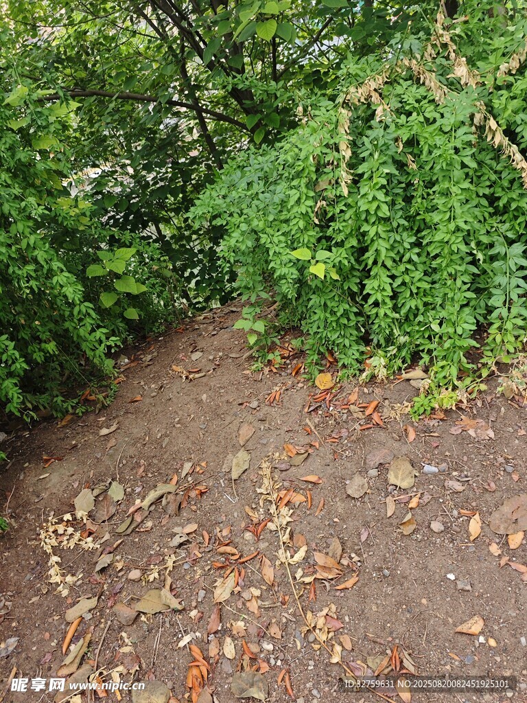林间落叶小径