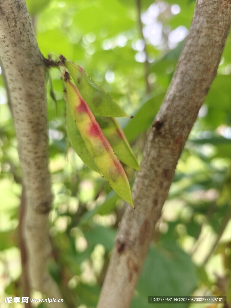 绿叶间的多彩昆虫