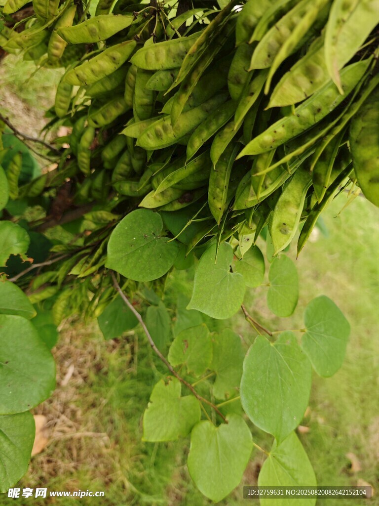 绿叶藤蔓交织的自然景致