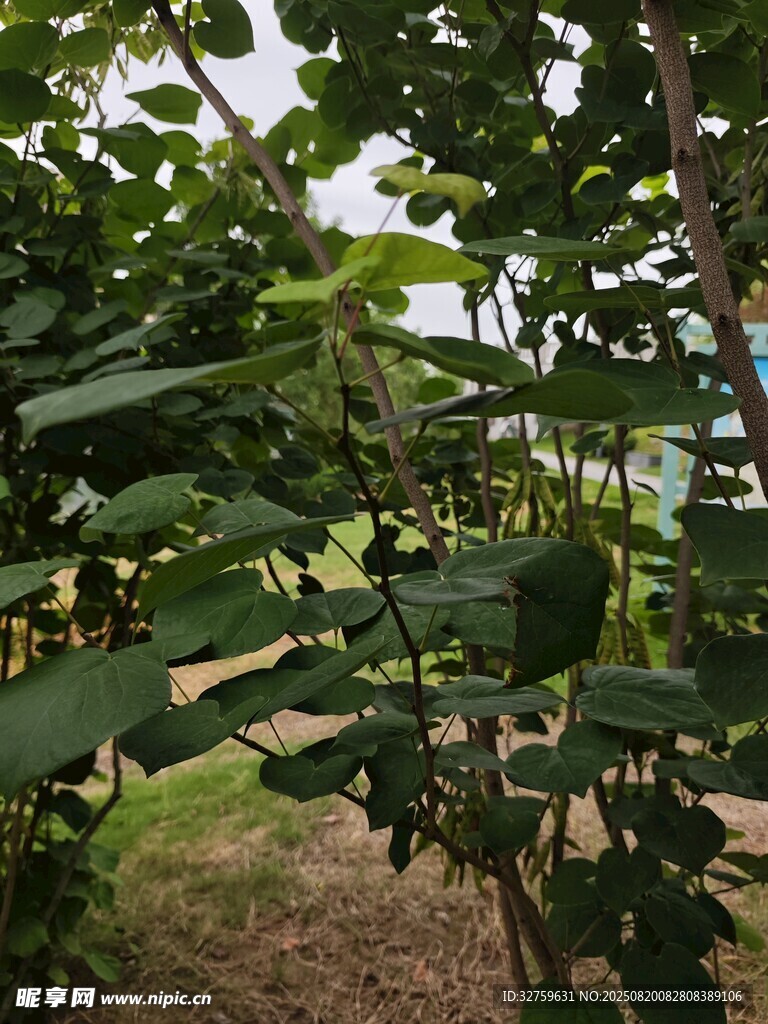 繁茂的果园景象