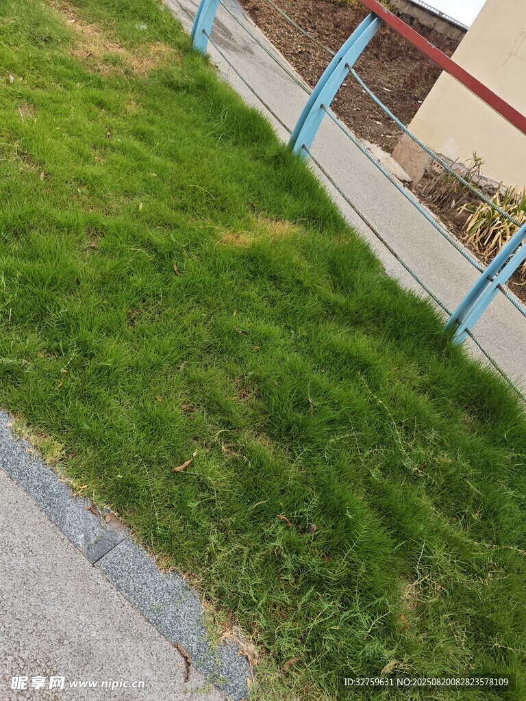 路边翠绿草坪